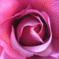 A single pink Rose