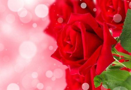 Red rose - bokeh, flowers, petals, rose