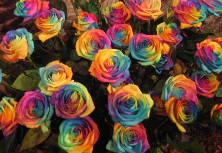 rainbow flowers - colorful, rainbow, flowers, background