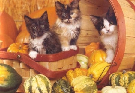 Three kittens in a basket - basket, cute, pumpkin, kittens