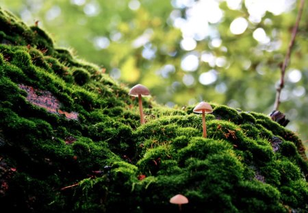 Small Mushrooms - mushrooms, nature, daylight, day, light, green, grass, ground