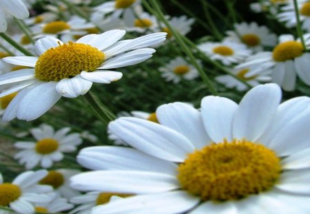 Closeup of Daisies - day, white, bright, nature, closeup, yellow, petals, green, stem, flowers, daisies