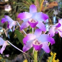 Pretty orchids