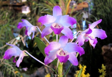 Pretty orchids - Pretty, orchids, pink, beautiful