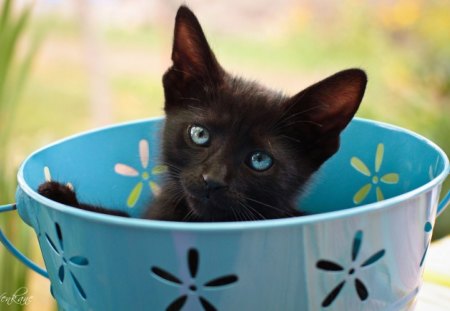 Cute Kitten - pot, black cat, blue, photography, sweet, cat, kitten, cute, bucket, kitty, blue eyes