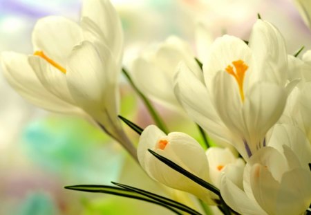 Spring flowers - nice, fresh, freshness, lovely, spring, nature, crocuses, pretty, beautiful, flowers