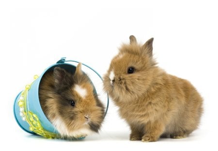 Cute bunnies ♥ - cute, bunnies, holidays, lovely, special days, Easter, sweet