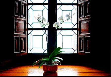 Flower - table, window, photo, flower