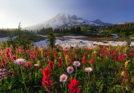 Colors of Joy - trees, forest, hills, landscape, flowers, snowy