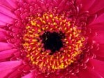 Gerbera daisy