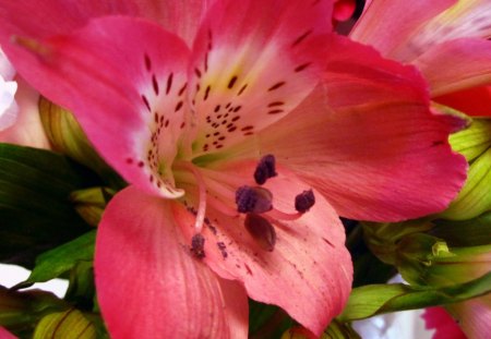 Flower - nature, macro, pink, photography, beautiful, flowers, flower