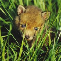 baby red fox