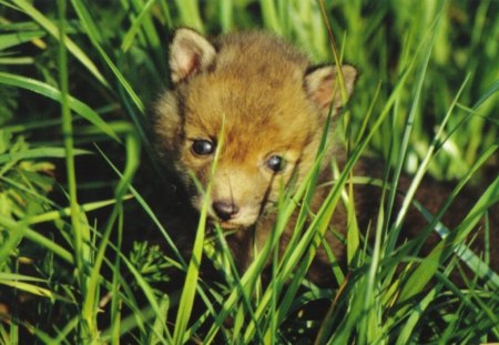 baby red fox - forest, nature, animals, red fox