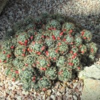 Alberta botanical garden 07 Cactus