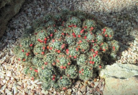 Alberta botanical garden 07 Cactus