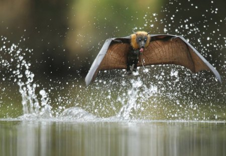 flight over water - bird, water, wild, wings