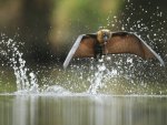 flight over water