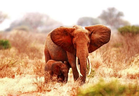 elephant and her calf - wild, fields, elephant, grass