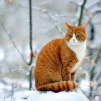 cat