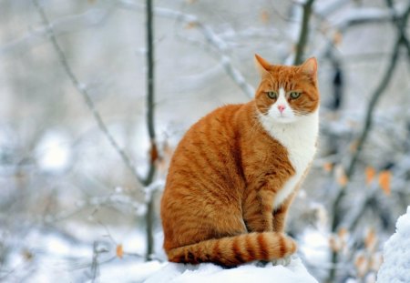 cat - snow, winter, tree, cat