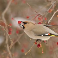 bird eats fruit