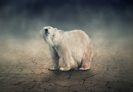 lonely polar bear - bear, lonely, polar, wild