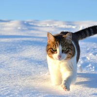snowshoe cat