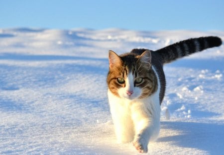 snowshoe cat - cat, winter, snow, walk