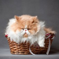 cute kitten