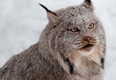 wildcat - snow, eyes, wild, cat