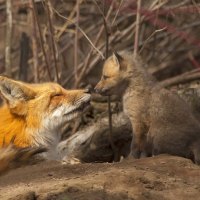 fox and her cub