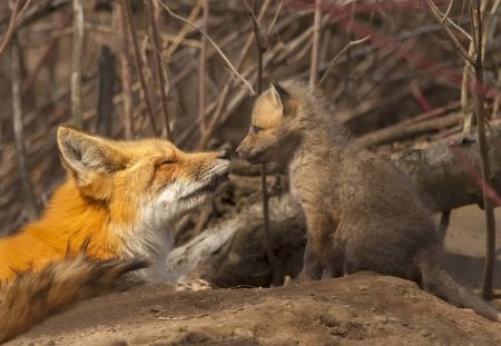 fox and her cub - fox, cubs, forest, wild