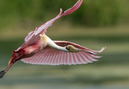 perfect flight - flight, tree, perfect, river