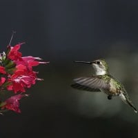 hummingbird and flower