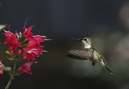 hummingbird and flower - flower, hummingbird, wild, bird