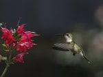 hummingbird and flower