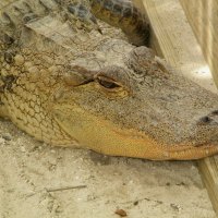 American Alligator