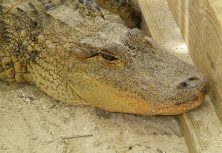 American Alligator - everglades, alligator, reptile, crocidilian