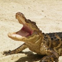 American Alligator