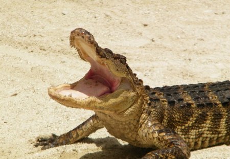 American Alligator - Alligator, Everglades, Crocidilian, Reptile