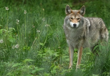 wolf - grass, forest, wolf, wild