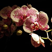 White and pink orchid