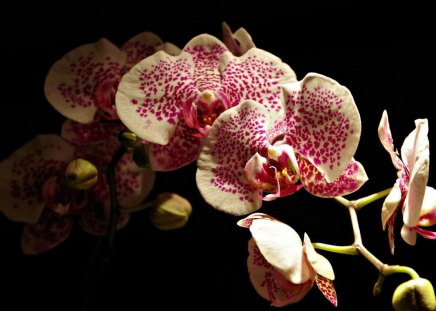 White and pink orchid - white, flower, pink, orchid