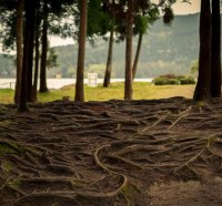 Tangled roots of trees