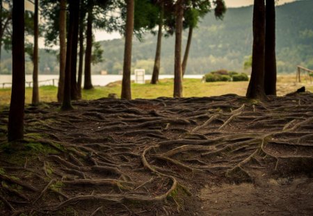 Tangled roots of trees - nature, tree, tangled, forest