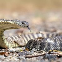 snake with tongue out