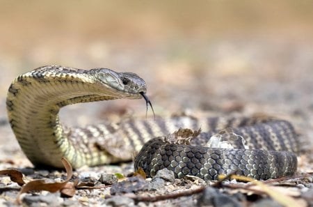 snake with tongue out - cobra, tongue, out, snake