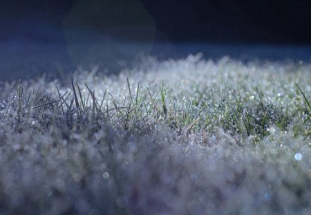 morning dew on the grass - morning, dew, grass, snow