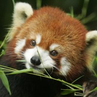 red panda