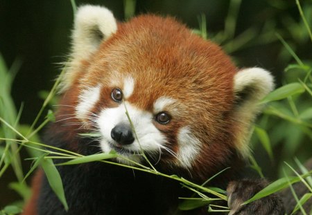 red panda - panda, bears, wilds, red